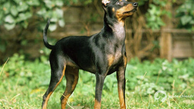 TERRIER ANGLAIS D AGREMENT NOIR ET FEU
