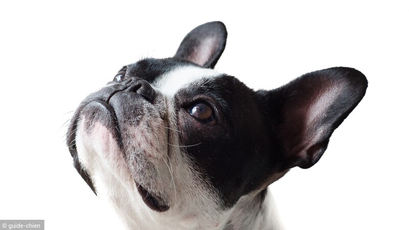 chiens hypoallergéniques