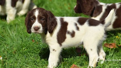 ENGLISH SPRINGER SPANIEL