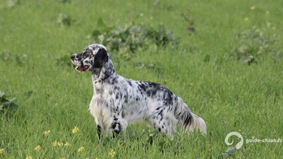 SETTER ANGLAIS