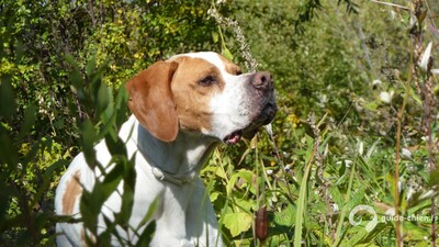 POINTER ANGLAIS