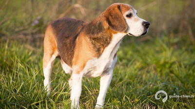 ENGLISH FOXHOUND
