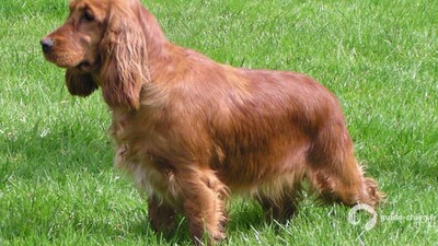 COCKER SPANIEL ANGLAIS