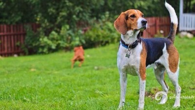 CHIEN COURANT D ESTONIE
