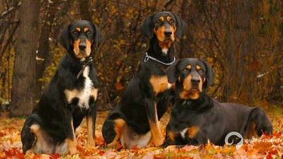 CHIEN COURANT DE TRANSYLVANIE