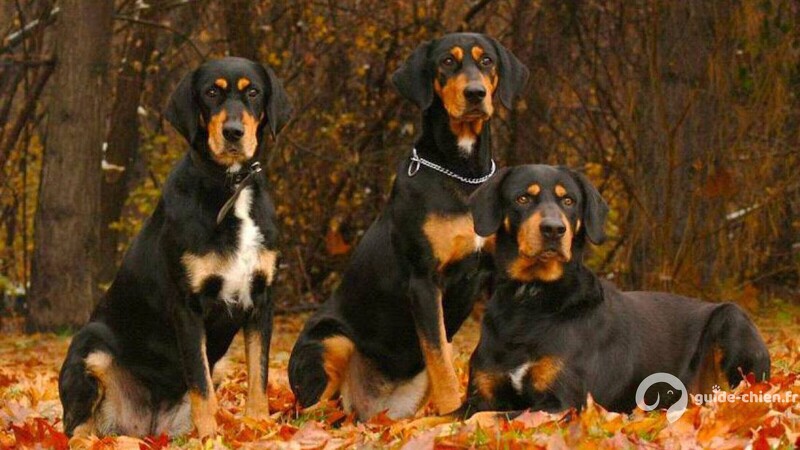 CHIEN COURANT DE TRANSYLVANIE