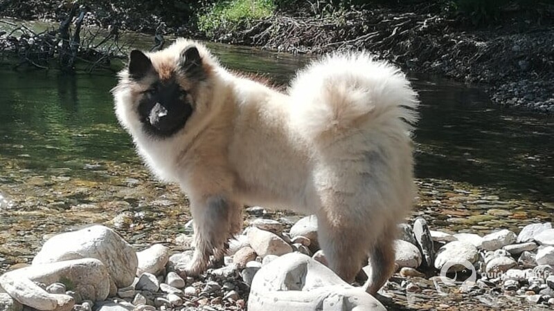 EURASIER