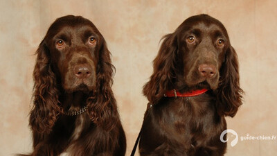 FIELD SPANIEL