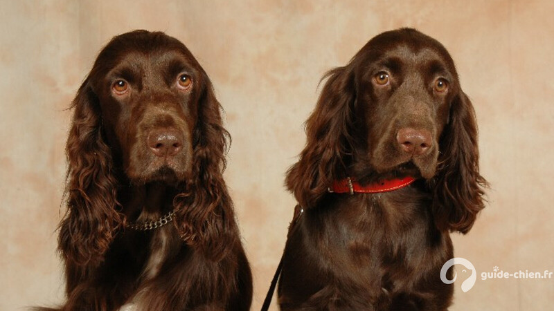 FIELD SPANIEL