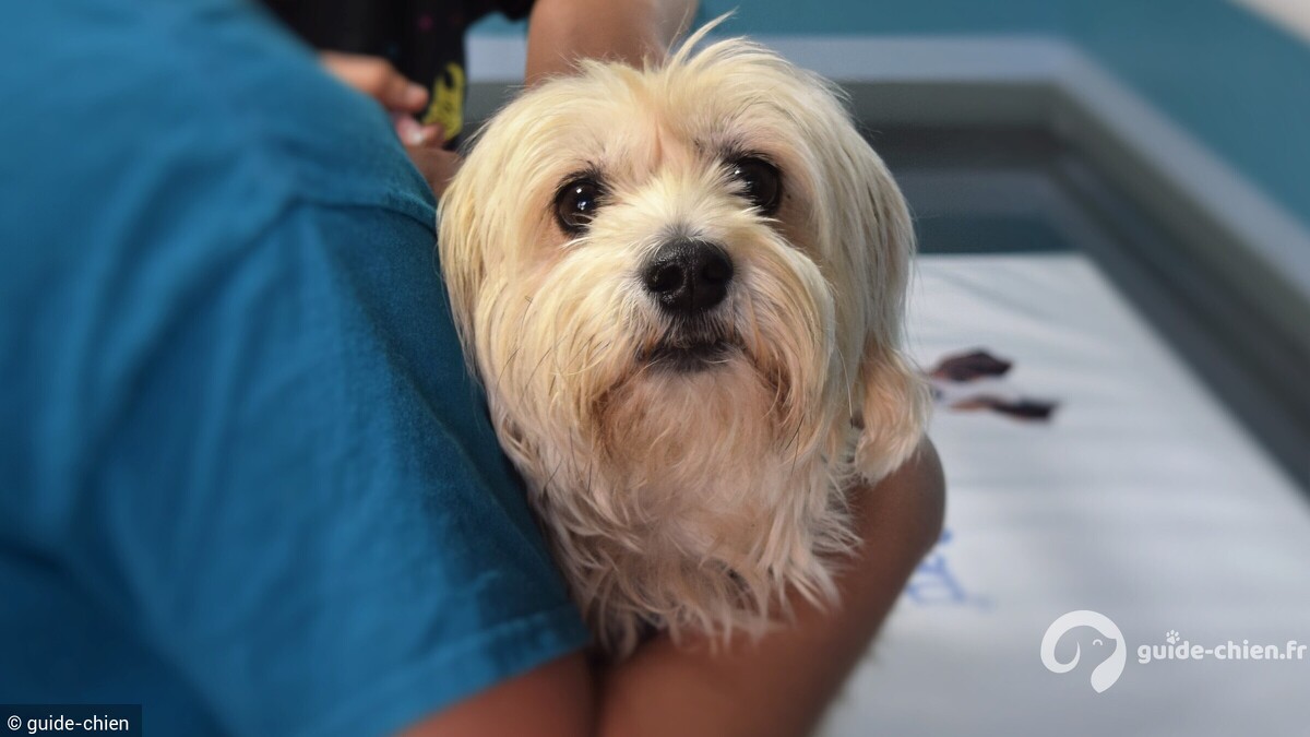 chien vaccin