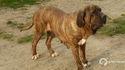FILA BRASILEIRO