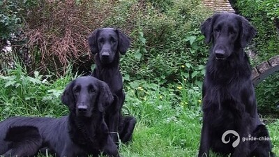 RETRIEVER A POIL PLAT