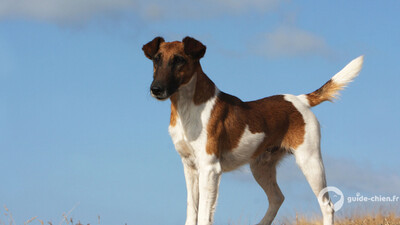 FOX TERRIER A POIL LISSE