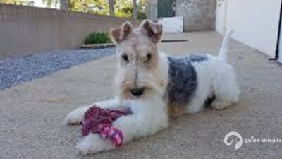 FOX TERRIER A POIL DUR