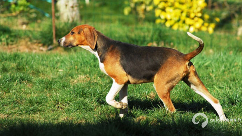 CHIEN COURANT FINLANDAIS