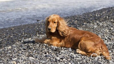 SUSSEX SPANIEL