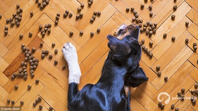 chien régime