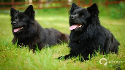 LAPPHUND SUEDOIS