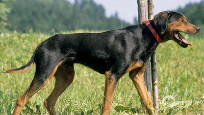 CHIEN COURANT SLOVAQUE