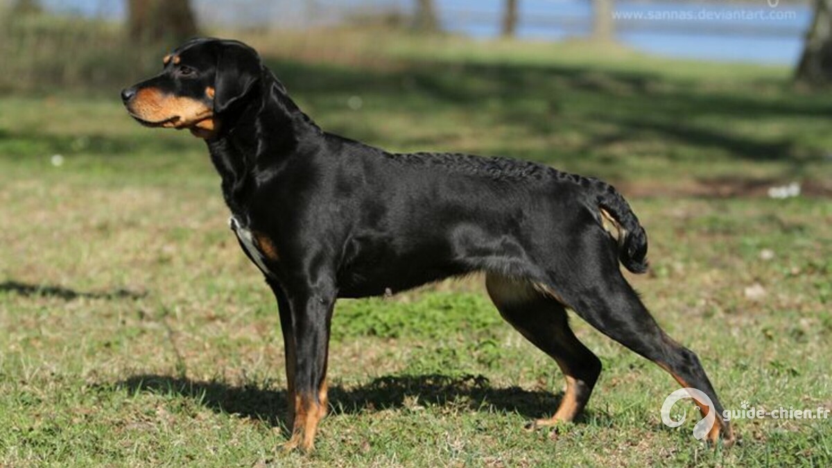 CHIEN COURANT DU SMALAND