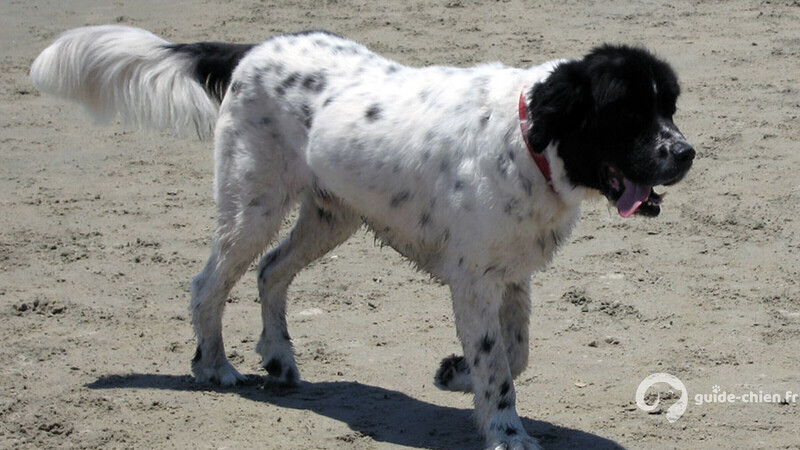CHIEN D ARRET FRISON