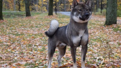 SHIKOKU