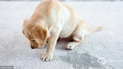 propreté chien