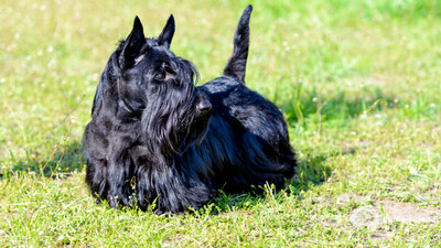 SKYE TERRIER