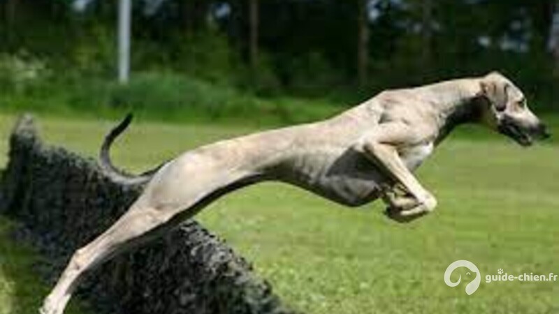 SLOUGHI