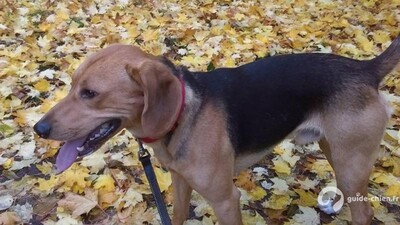 CHIEN COURANT DE SCHILLER