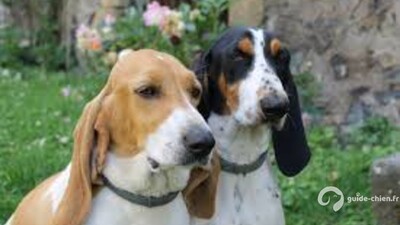 PETIT CHIEN COURANT SUISSE