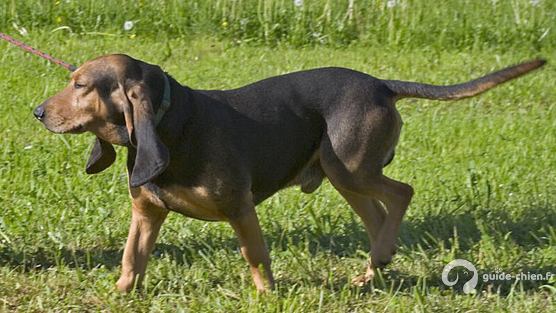 CHIEN COURANT SUISSE