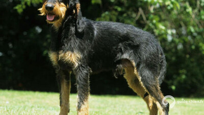 CHIEN COURANT ITALIEN A POIL DUR