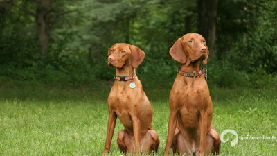 BRAQUE HONGROIS A POIL COURT VIZSLA