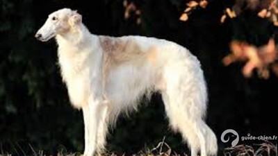 BARZOI LEVRIER DE CHASSE RUSSE
