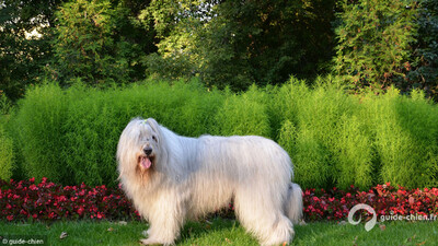 BERGER DE RUSSIE MERIDIONALE