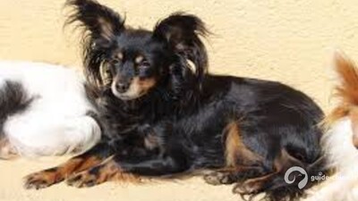 PETIT CHIEN RUSSE