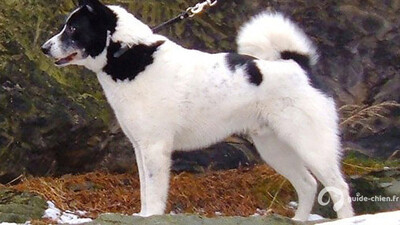 LAIKA RUSSO EUROPEEN