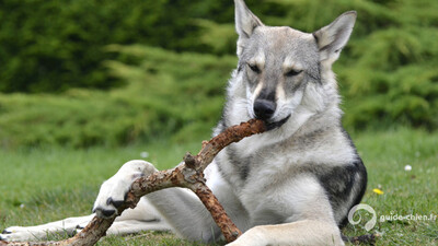 CHIEN LOUP DE SAARLOOS