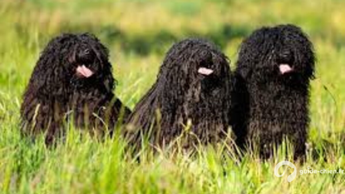 PULI