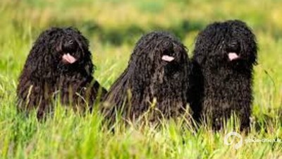 PULI