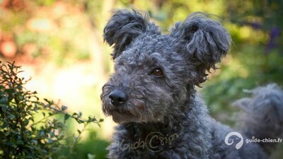 PUMI