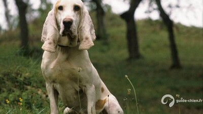 CHIEN COURANT ESPAGNOL