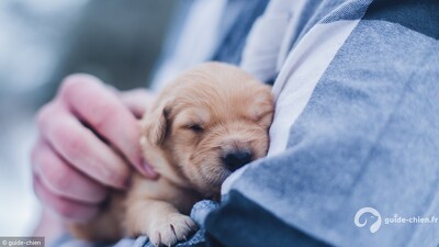 chien