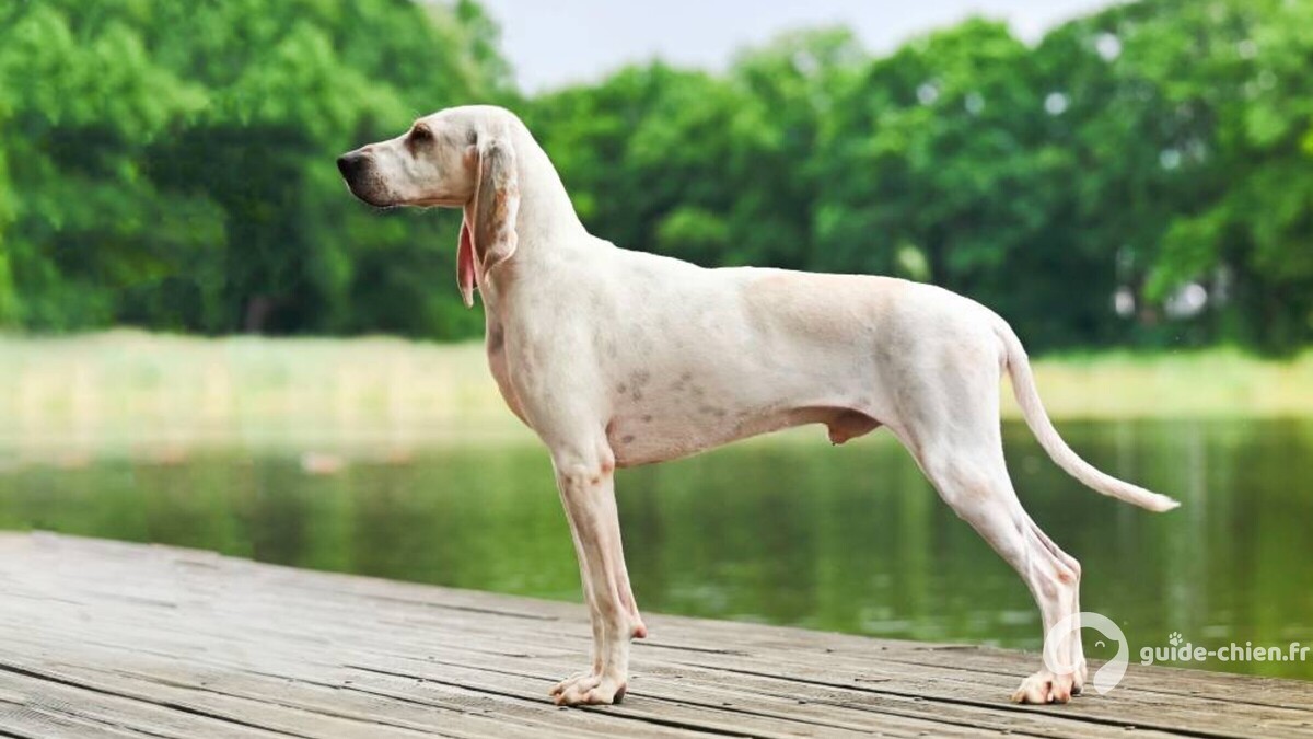 PORCELAINE