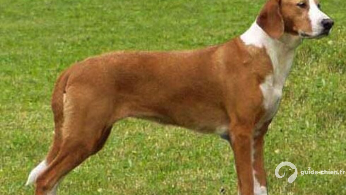 CHIEN COURANT DE LA VALLEE DE LA SAVE
