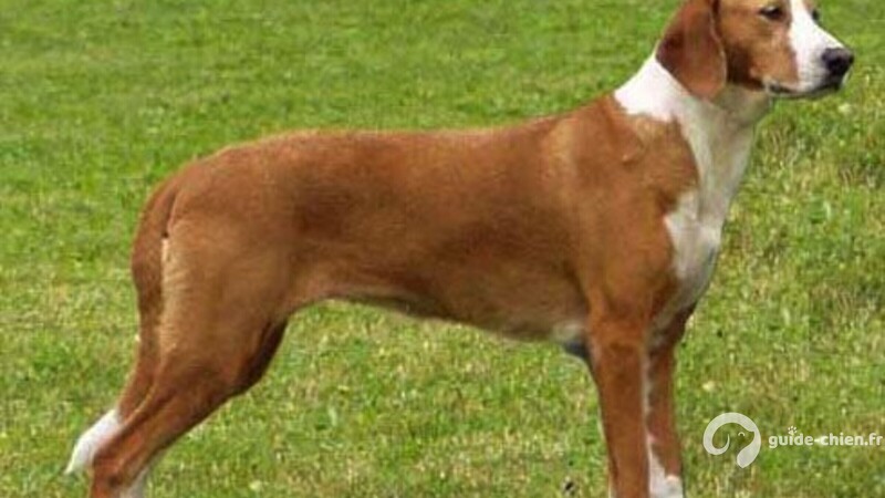 CHIEN COURANT DE LA VALLEE DE LA SAVE