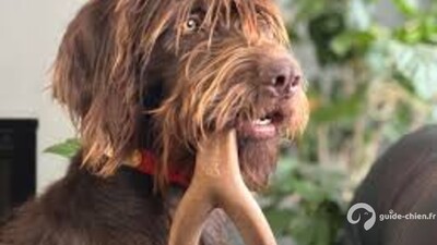 PUDELPOINTER