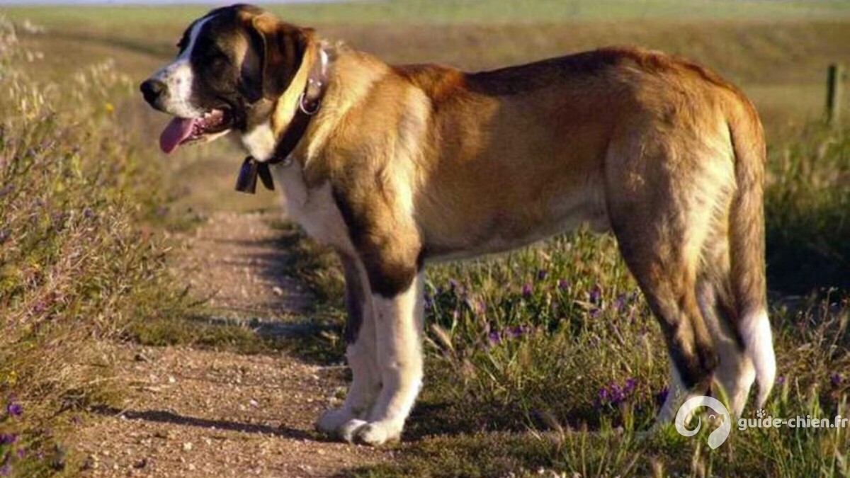 RAFEIRO DE L ALENTEJO