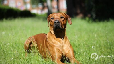 CHIEN DE RHODESIE A CRETE DORSALE